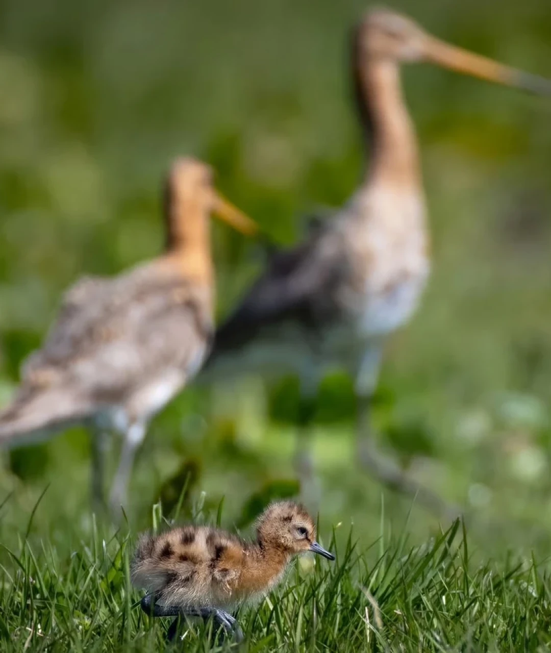 Foto Vincent van Zalinge